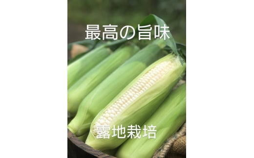  TZM‐01　有機肥料で土づくり　高い糖度が自慢のホワイトコーン　10本（約6kg）
