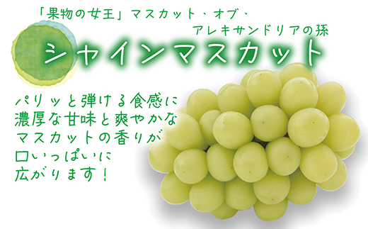【2026年先行受付】岡山　花笑み農園の『シャインマスカット』贈答用　約2kg(3～4房)S-2上【配送不可地域：離島】