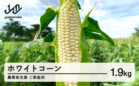 ≪先行予約≫ 農業者支援 ご家庭用 2026年 山形県産 ホワイトコーン ピュアホワイト 1.8kg 生で味わう 白とうもろこし トウモロコシ コーン 夏 野菜 やさい ※沖縄・離島への配送不可 ot-cnwwx2