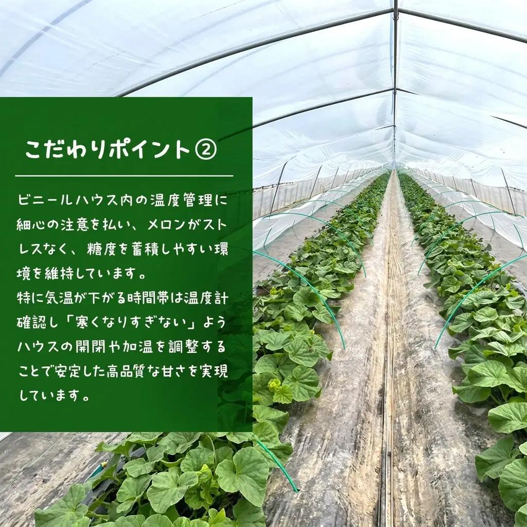 富良野メロン 赤肉 フルーツ 富良野メロン【2玉 計3.2kg以上】先行予約