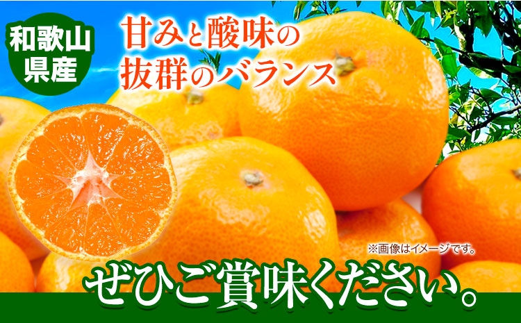 迫力満点！大粒 有田みかん 2L-4Lサイズ 約10kg 有田マルシェ《11月上旬-1月上旬頃出荷》和歌山県 日高町 みかん 大粒 有田みかん 温州みかん 柑橘 フルーツ ミカン 蜜柑---wsh_a