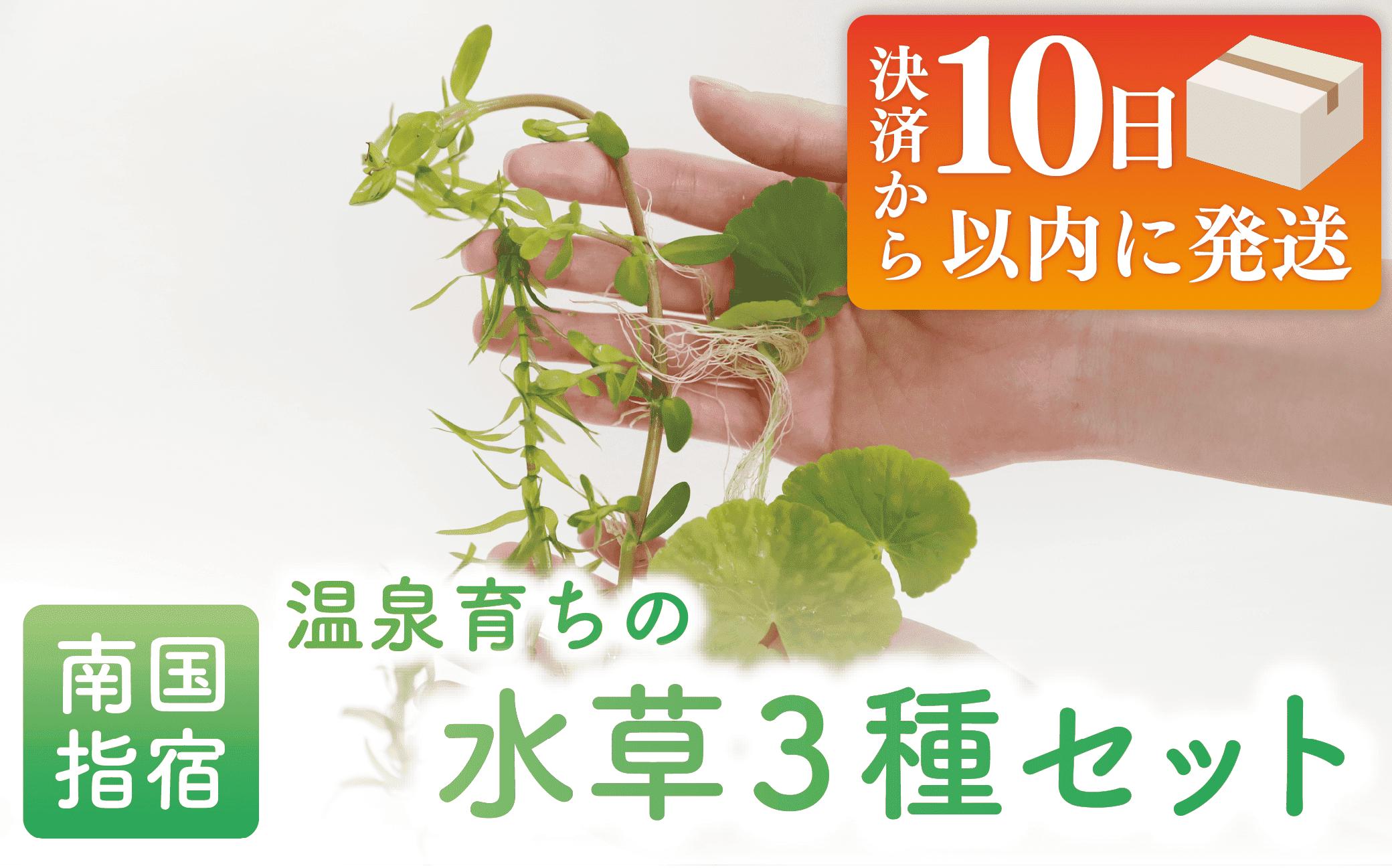 
【10営業日以内に発送】【温泉育ち】水草3種セット(アマゾンチドメグサ・アナカリス・バコパモンニエリ)(月照舎/010-1690) 水草 メダカ エビ シュリンプ 水中葉 観賞 水槽 熱帯魚 インテリア ナチュラル 自然 アクアリウム ペット 魚 観賞用 温泉 温泉水 かけ流し 飼育 セット 水草セット 国産 指宿 いぶすき
