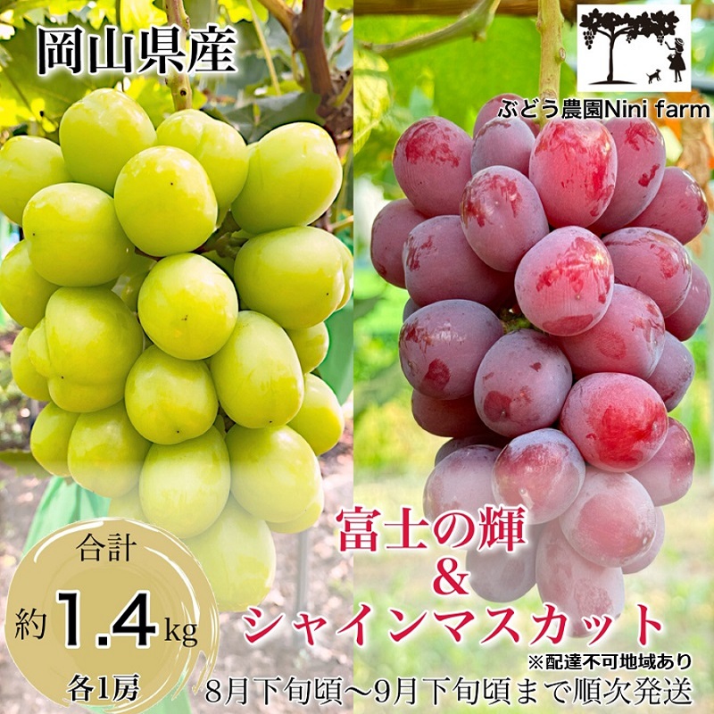 ぶどう 話題の品種 富士の輝＆こだわりのシャインマスカット 贈答ランク 合計約1.4kg ブドウ 葡萄 岡山県産 国産 フルーツ 果物 ギフト 【 Nini farm 農家 直送 】