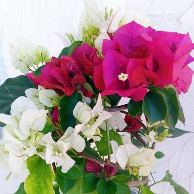 ふるさと納税 藤枝市 【母の日に!】ブーゲンビリア 鉢植え あんどん仕立て チョコレートパフェ 5号 |  | 03