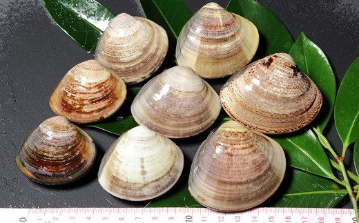 桑名はまぐり屋 蓄養はまぐり 3年～6年もの 1kg_蛤 ハマグリ 魚介 貝 魚貝 活はまぐり 焼きはま 海鮮 網焼き 酒蒸し お吸い物 パエリア パスタ 焼きはまぐり 焼き蛤  a*97