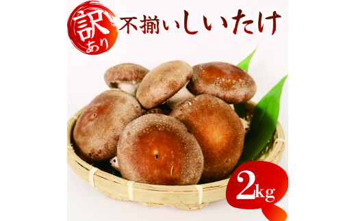 訳あり 不揃い 生しいたけ 2kg 生 しいたけ シイタケ 椎茸 大ぶり 朝 収穫 食べ応え 厚い 肉厚 うまみ 菌床 栽培期間中 農薬不使用
