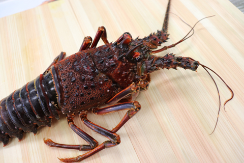 バタバタしたら角と足がとれちゃいました 活冷伊勢えび 2?7尾(1.0kg)