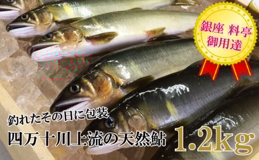 四万十川上流の天然鮎　釣り鮎【冷凍5～18尾】1.2kg 【着日指定不可】Esj-42k あゆ アユ 魚 魚介 川魚 塩焼き 天然　個包装 小分け