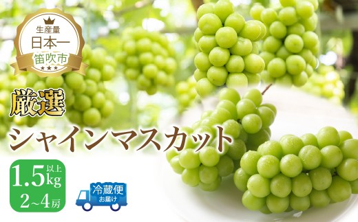 【2026年発送★先行予約】笛吹市産 厳選シャインマスカット1.5kg以上 2～3房 111-014-26y |山梨県産 特大 大粒 フルーツ 果物 旬 シャイン マスカット 発送 期間限定 国産