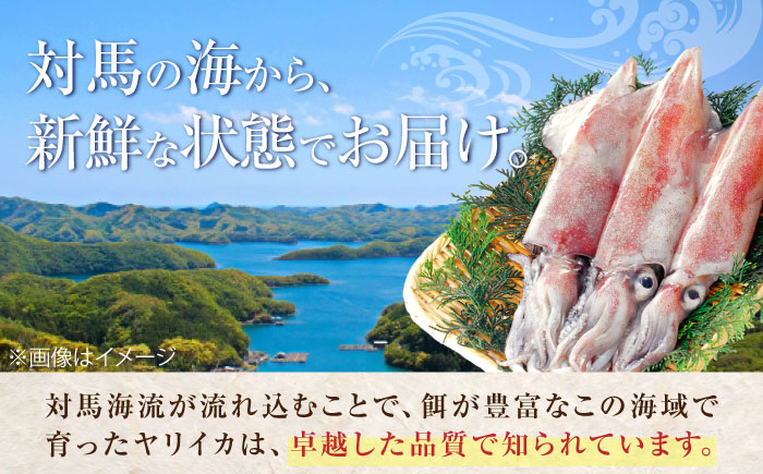 ヤリイカ お刺身用 1kg 《対馬市》【海風商事】 小分け 刺身 いか イカ ヤリイカ 新鮮 海鮮 冷凍 [WAD054]