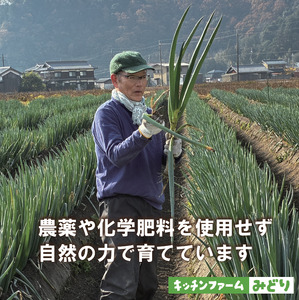 キッチンファームみどりの白ネギ LLサイズ 1kg （皮むき済み） 006KM01N.／ねぎ ネギ 白ネギ 白ねぎ