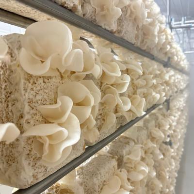 ふるさと納税 唐津市 【ノウフクJAS認証】佐賀県唐津市産 乾燥きくらげ(しろかがみ30g・くろかがみ35g) |  | 02