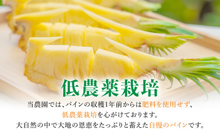 2024年 先行予約 スナックパイン 約3kg 3～5個入 ☆『ちぎる派！？切る派！？』☆ 