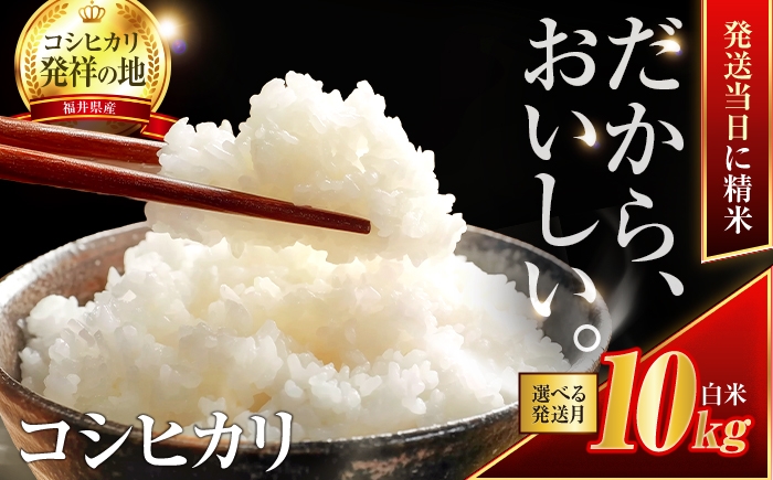 
                  【寄附額改定】 お米 コシヒカリ 10kg 【最短10日発送・選べる発送月】  | 福井県産 小浜市産 米 白米 精米 10キロ ごはん ご飯 お米 おこめ こめ ブランド米 ライス rice kome  国産 人気 おすすめ 新生活 お祝い ギフト 仕送り  | 小浜市 / 梅田東米穀店 [BFEK001]
                