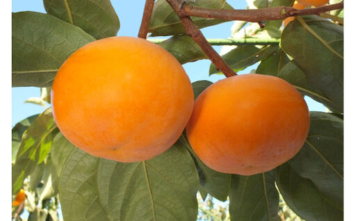 鳥取県産柿「輝太郎柿」きたろうかき