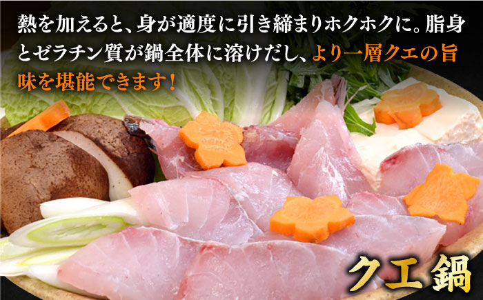 【9月〜翌年1月限定】 天然クエ 丸もの 12〜15kg（ 鍋・刺身：約25〜30人前） 《壱岐市》【丸和水産】[JCJ012] クエ くえ 冷蔵 直送 海鮮 鮮魚 刺身 刺し身 お刺身 クエ鍋 くえ