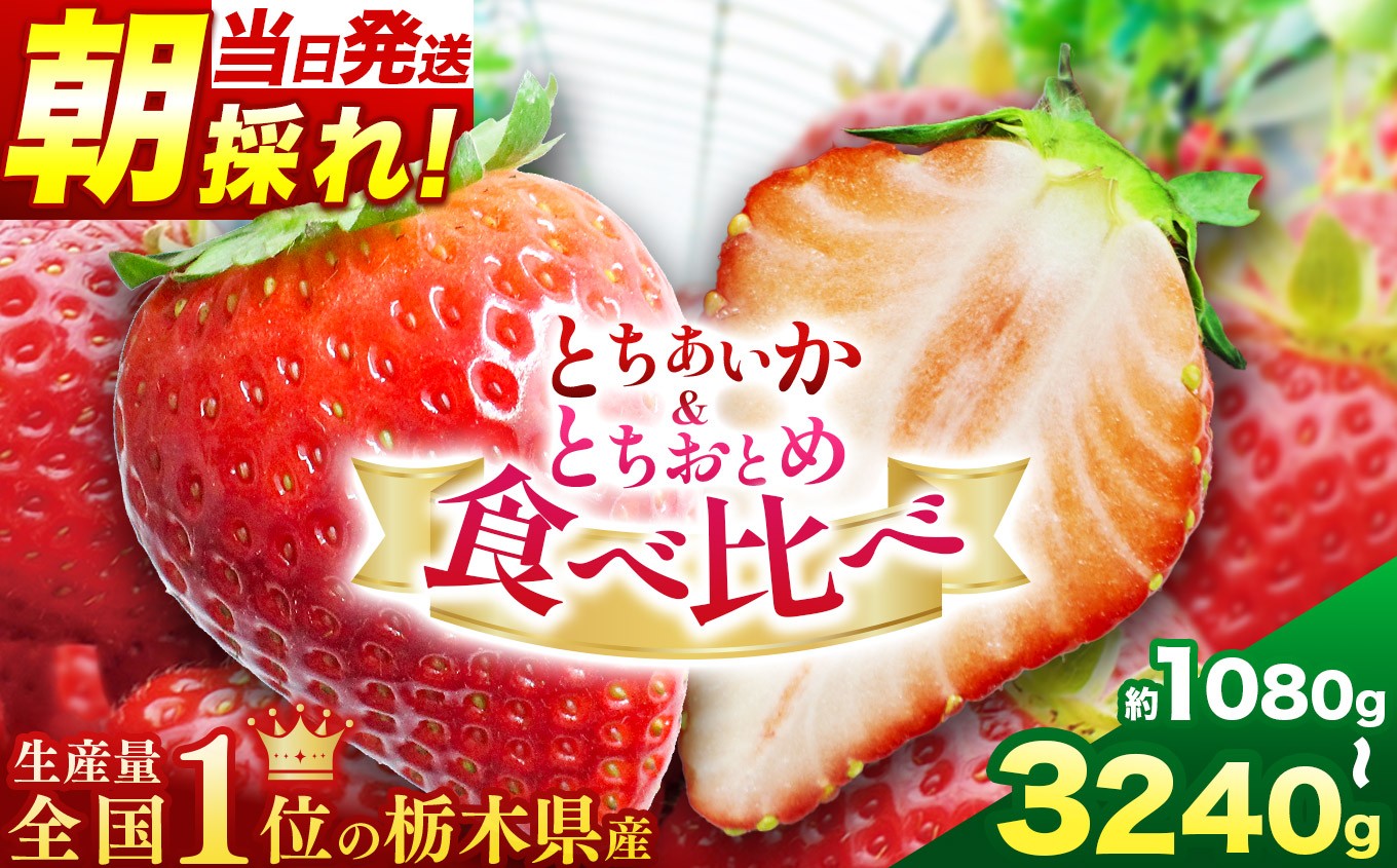 
                  朝採れ当日発送！とちあいか＆とちおとめ食べ比べ 選べる内容量 | 苺 イチゴ 大粒 甘い 贈答用 数量限定 果物 フルーツデザート 人気 贅沢 たっぷり 大容量 朝採れ当日発送 とちおとめ とちあいか いちご  栃木県 那珂川町 送料無料
                