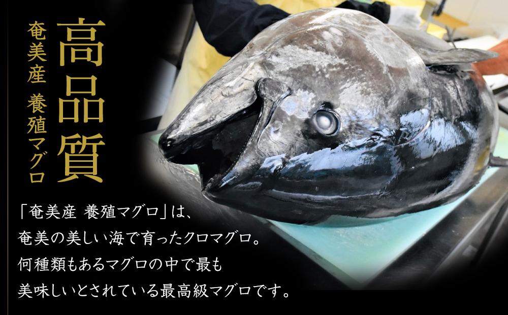 奄美大島産養殖クロマグロ 4柵セット 900g以上 大トロ 中トロ 赤身 冷凍