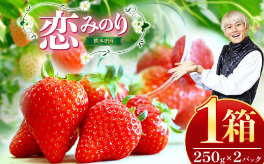 熊本県産 イチゴ 「 恋みのり 」 1箱（250g入り×2パック） | フルーツ 果物 くだもの いちご 苺 500g 熊本県 玉名市