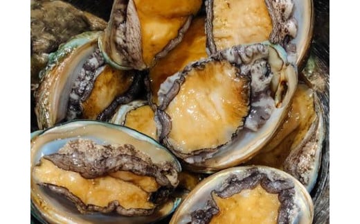 三陸産！活アワビ 約1kg ( 6～8個)【期間限定】【08】｜11月～12月発送 冷蔵 岩手県 大槌町 あわび 人気 鮑 いわて iwate 2025【配送日・曜日指定不可】