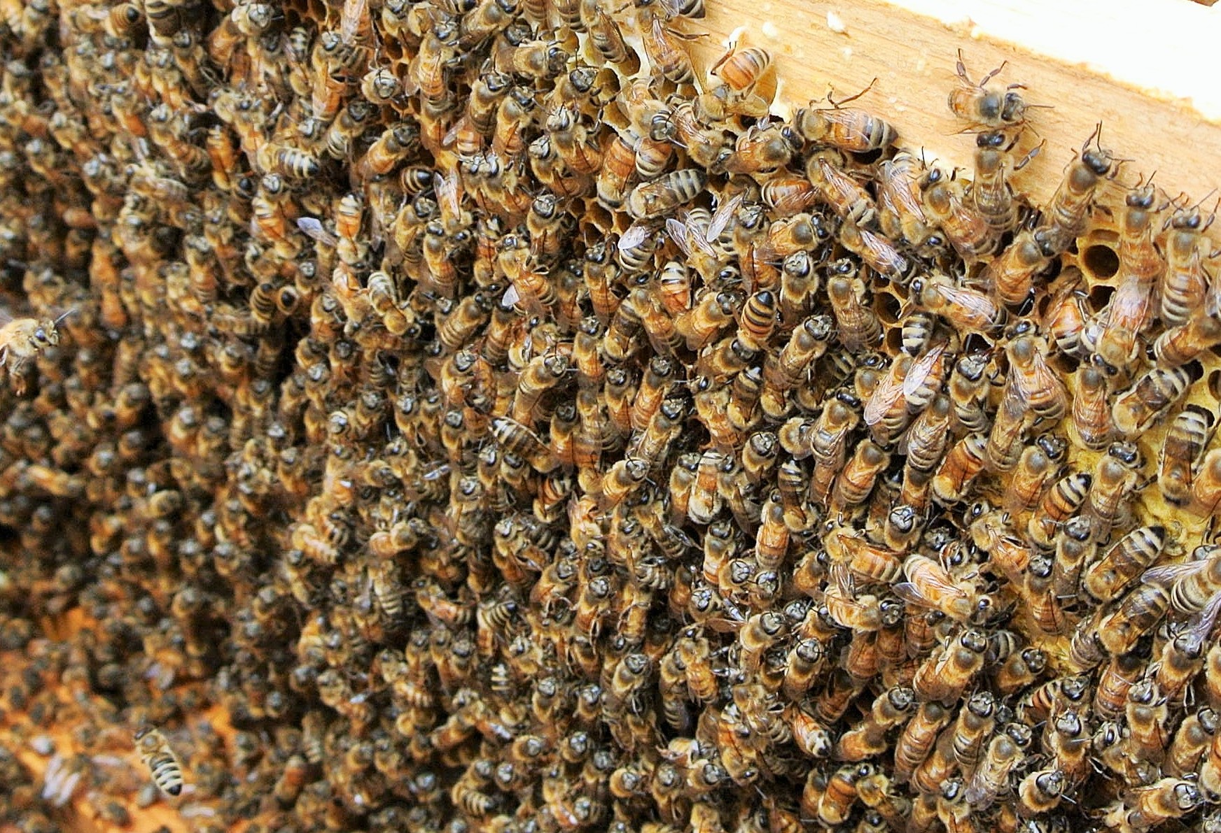 南国指宿の花々から採れた純粋はちみつ600g(鶴田養蜂場/A-132)