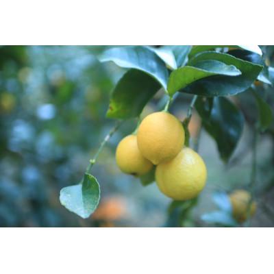 ふるさと納税 松山市 【2026年3月中旬頃から発送予定】瀬戸内海の島レモン(家庭用・優品)3kg |  | 01