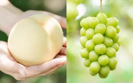 【ふるなびWEEK対象】【2回定期便】 岡山白桃 （清水白桃orおかやま夢白桃） 4～6玉 （1.2kg以上）  ＆ シャインマスカット 2房 （1kg以上） 【2026年7月下旬から順次発送予定】 ／ くだもの 果物 果実 フルーツ 桃 もも モモ 白桃 ピーチ ぶどう ブドウ 葡萄 マスカット 冷蔵 岡山県 美咲町