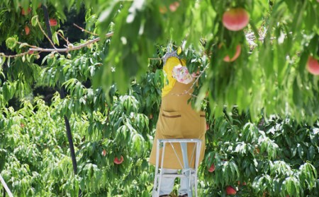 No.2207 もも「川中島白桃」約3kg【2025年発送】