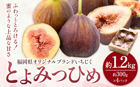 いちじく 無花果 とよみつひめ 約1.2kg 約300g × 4パック 南国フルーツ株式会社《8月上旬から10月中旬頃出荷》福岡県 小竹町 福岡県産 いちじく フルーツ 果物