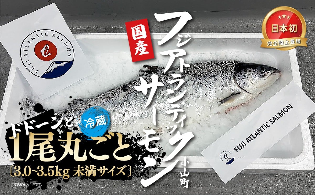 
            日本初 完全陸上養殖 フジアトランティックサーモン 冷蔵 1尾丸ごと（ 3.0～3.5kg未満サイズ ） | サーモン アトランティックサーモン 刺身 海鮮丼 さーもん 人気 おすすめ 国産 静岡県 小山町
          