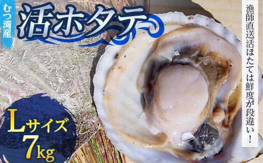 むつ湾で獲れた活ホタテ Lサイズ 約7.0kg【活ほたて本舗】 ホタテ ほたて 帆立 活ホタテ 生ほたて 生ホタテ 刺身 殻付き 海鮮 新鮮 貝 貝柱 魚介 青森 青森県 東北 むつ湾 陸奥湾 海鮮 BBQ バーベキュー キャンプ 7kg F21J-085
