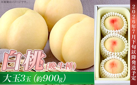 岡山の白桃（晩生種） 大玉3玉（約900g）【26年7月下旬以降に順次発送】