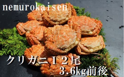 D-57030【12/21まで年内配送】 【北海道根室産】クリガニ12尾(計3.6kg前後)
