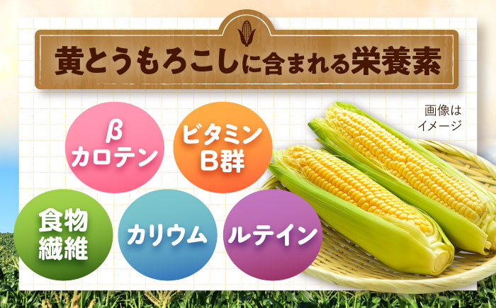 【2026年8月下旬以降順次発送】 とうもろこし（黄）5kg  |  とうもろこし とうきび トウモロコシ コーン 野菜 やさい 北海道 産地直送 |  道の駅 真狩フラワーセンター [BPAM020