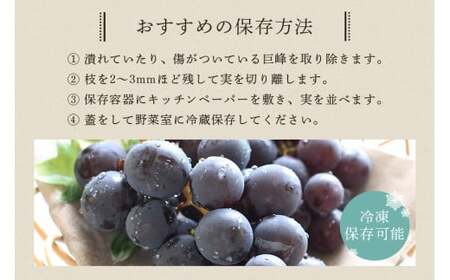 【 2026年 先行予約 】 巨峰 1.2kg ( 種あり ) 鈴木ぶどう園 3房 ～ 4房 ぶどう ブドウ 国産 果物 くだもの 葡萄 フルーツ 1.2キロ 8月 下旬 9月 10月 発送 夏 秋 