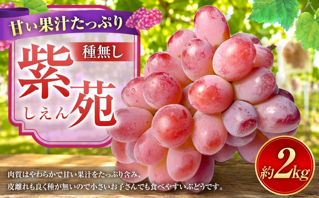 紫苑 2kg