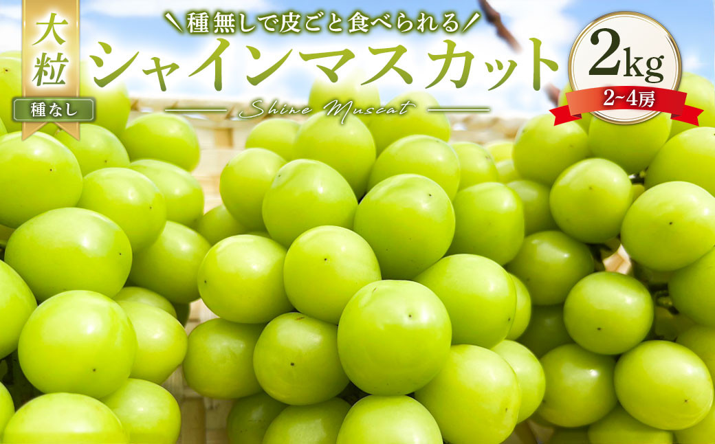 
                  大粒 シャインマスカット 2～4房 計約2kg 【2026年10月上旬から12月下旬頃迄発送予定】 ／  マスカット 葡萄 ブドウ 種無し 種なし
                