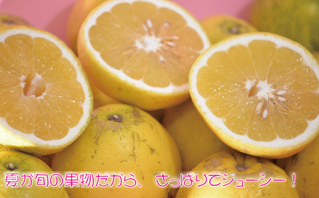 河内晩柑5kg 家庭用 河内晩柑