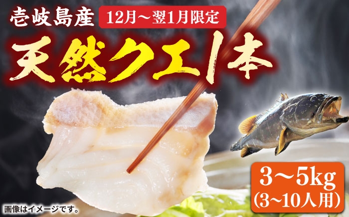
                  【先行予約】天然 クエ 丸もの 1本 3〜5kg（鍋・刺身 5〜10人用）【2026年12月〜翌1月限定】《壱岐市》【丸和水産】[JCJ024] クエ くえ 冷蔵 直送 海鮮 鮮魚 刺身 刺し身 お刺身 クエ鍋 くえ鍋 1本 1匹 高級魚 100000 100000円 10万円
                