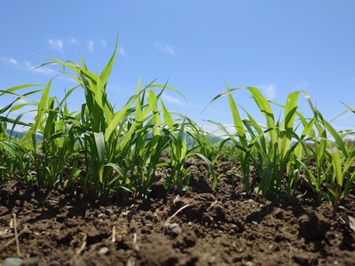 種から栽培した国産ホウキモロコシで手作りした「大和箒」ほうき ホウキ 箒 手作り 国産 新潟県 阿賀野市 2Y01027