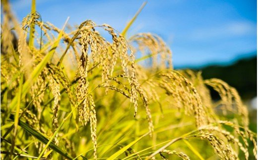 令和７年産 南小国町産のお米あきげしき ２kg 南小国産 精米 玄米 米 白米 お米 ご飯 産地直送 SMO南小国 熊本 阿蘇 南小国町 送料無料
