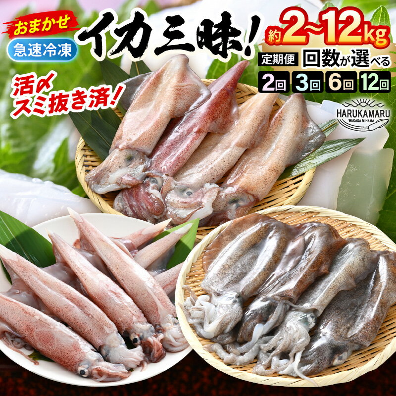 【ふるさと納税】おまかせ定期便 イカ 三昧！ 【定期便の回数をお選びいただけます：2ヶ月/3ヶ月/6ヶ月/12ヶ月】 その時期の一番良いイカをお届けします 急速冷凍 活〆 刺身 ヤリイカ ケンサキイカ アオリイカ 【地物 海産物 新鮮 魚介 海鮮 イカ丼 焼きいか 真空パック】