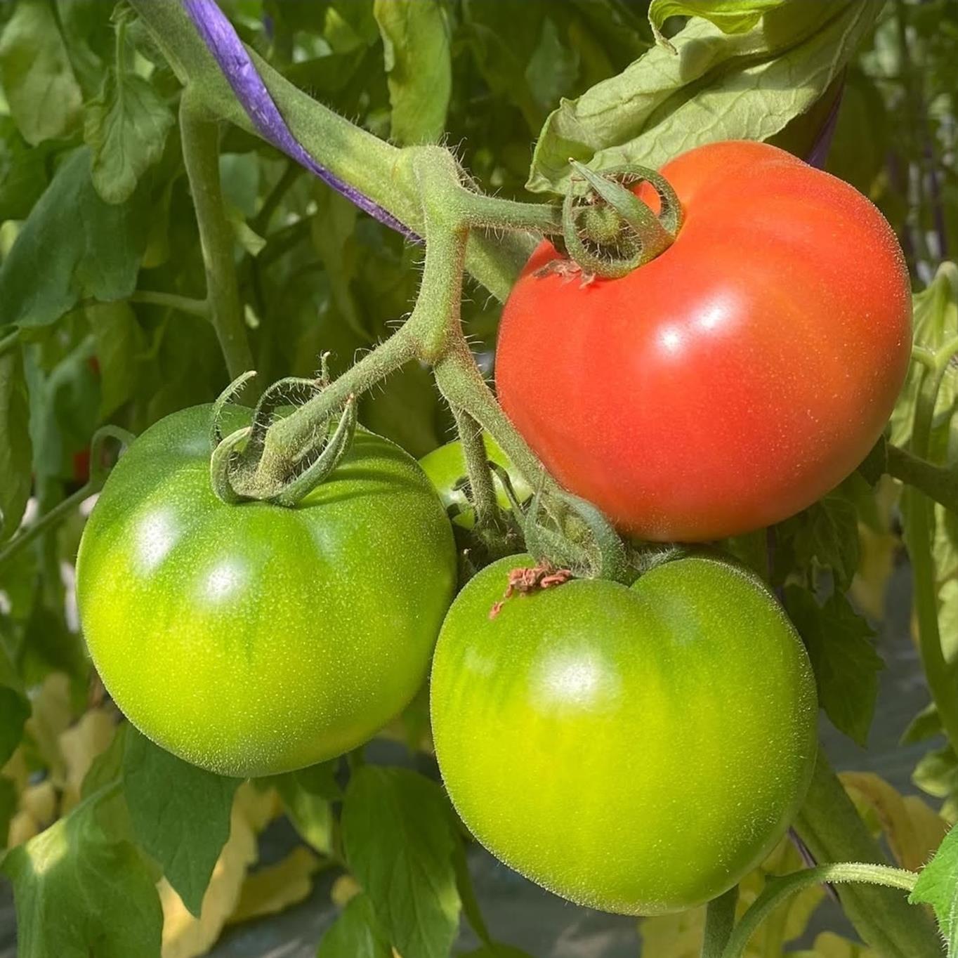 ＜2025年6月下旬よりお届け＞【特選・糖度10度以上】【農園直送】北海道壮瞥産 こだわりフルーツトマト 20玉以上 SBTO005