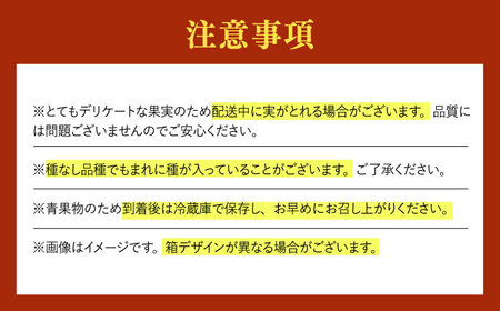 【先行予約・25年8月以降発送】日田産シャインマスカット3房(約1.5kg)　日田市 / 南国フルーツ株式会社 ブドウ 葡萄 ぶどう[ARET006]