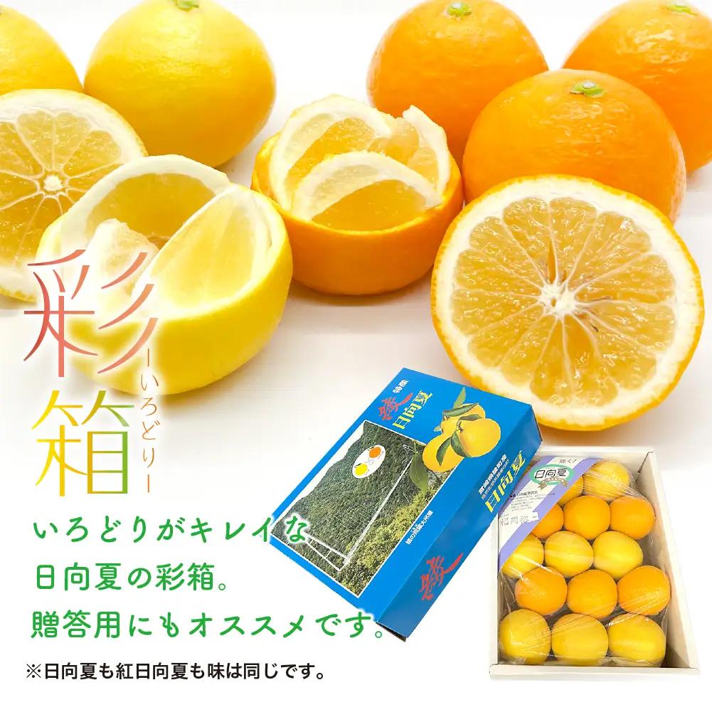 【先行予約】紅日向夏と日向夏の彩り箱 5kg 果物 フルーツ くだもの 柑橘 種少なめ フルーツサンド おやつ スイーツ デザート ジャム おすすめ ギフト 贈り物 贈答 プレゼント おすそ分け お返