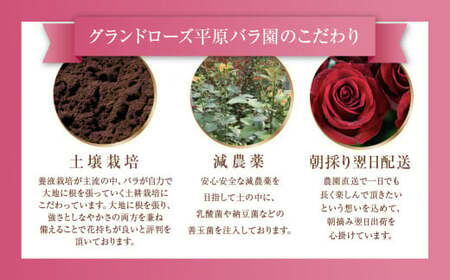 バラ と ユーカリ アレンジブーケ バラ 20本(40cm) 薔薇 花束 ローズ 生花 赤 ピンク プレゼント 花 ギフト 誕生日 植物 田原市 切り花 切花