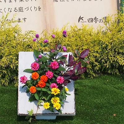 ふるさと納税 朝倉市 季節のお花寄せ植え(額縁プランター)