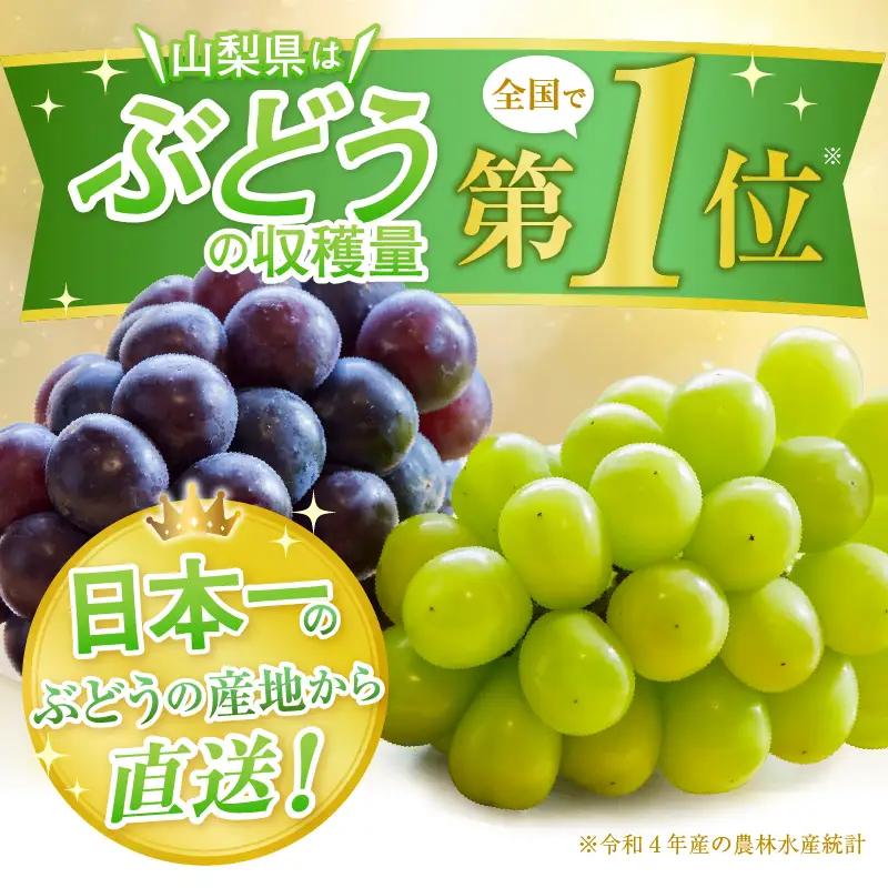 産地直送 山梨自然の恵み！種なし巨峰 3～4房 1.5kg以上【2026年発送】（LKS）B12-162 巨峰 フルーツ