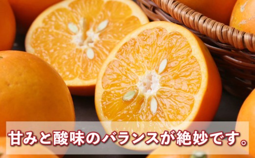 大谷 伊予柑 約 4kg 家庭用 矢野青果 ダイヤ オレンジ おおたに いよかん 大谷伊予柑 伊予かん 希少 果物 くだもの フルーツ 柑橘 みかん 蜜柑 愛媛みかん 愛媛蜜柑 愛媛ミカン 吉田みかん