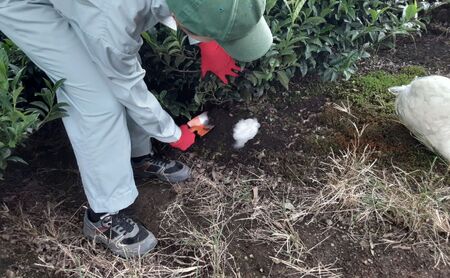 ウールで育てたお茶 お試しセット（かぶせ茶、ほうじ茶）マルシゲ清水製茶【お茶 茶 飲料 ギフト 贈り物 プレゼント 三重県 四日市 四日市市 】